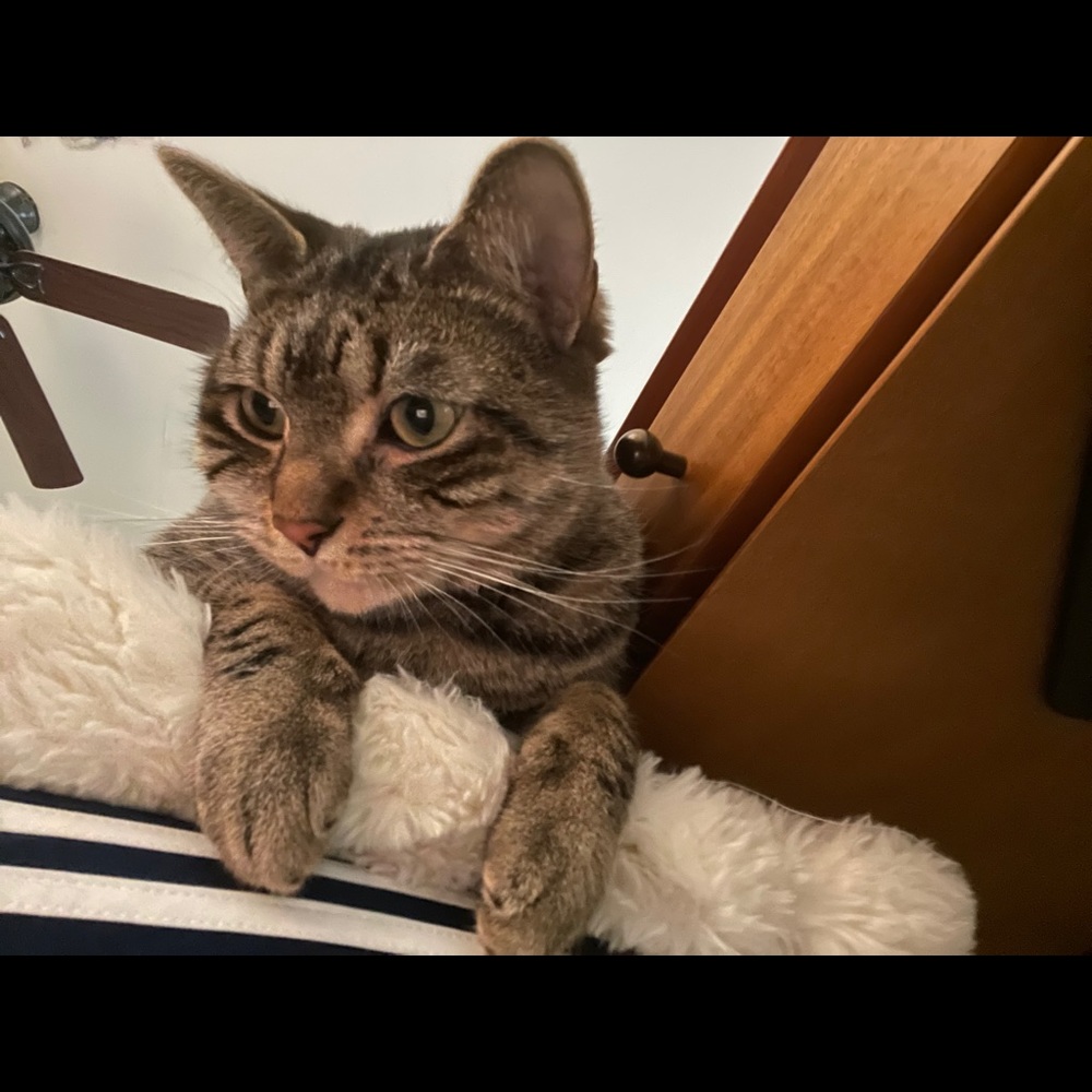 Meet your Posher, Emi